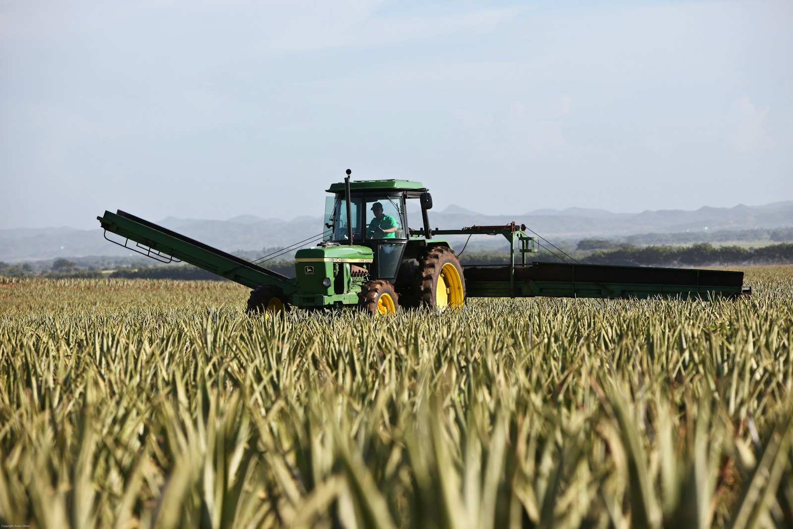 Brotes verdes creciendo en hileras