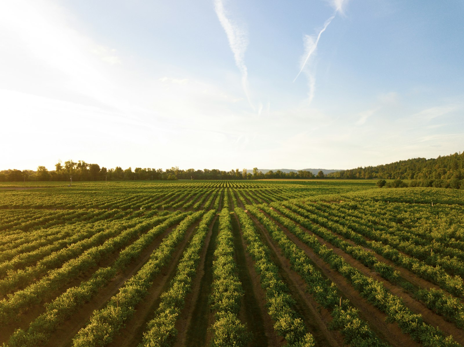 Campo de cultivo al atardecer en la huerta de Lorca
