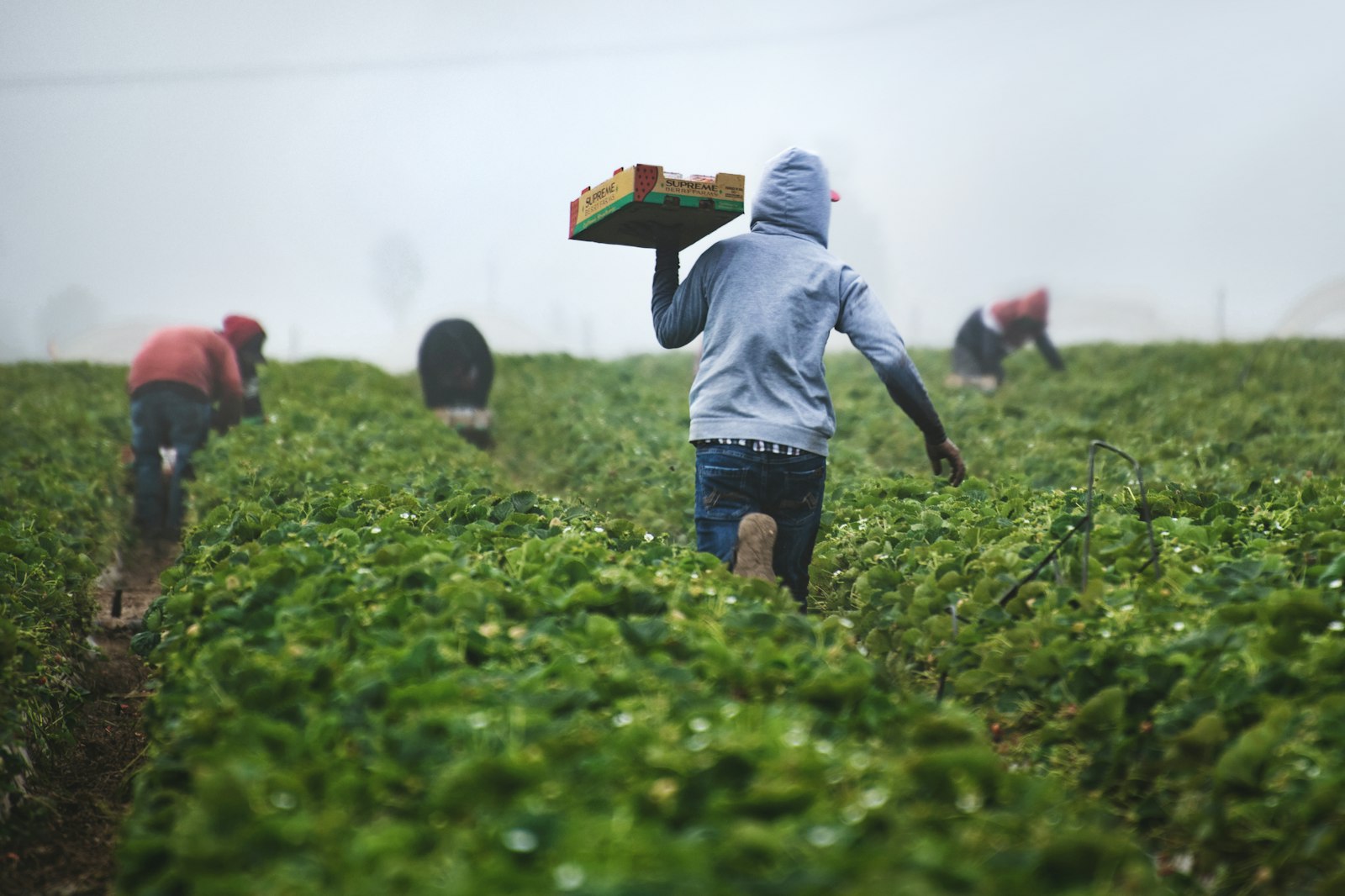 Producto de la huerta recién recogido