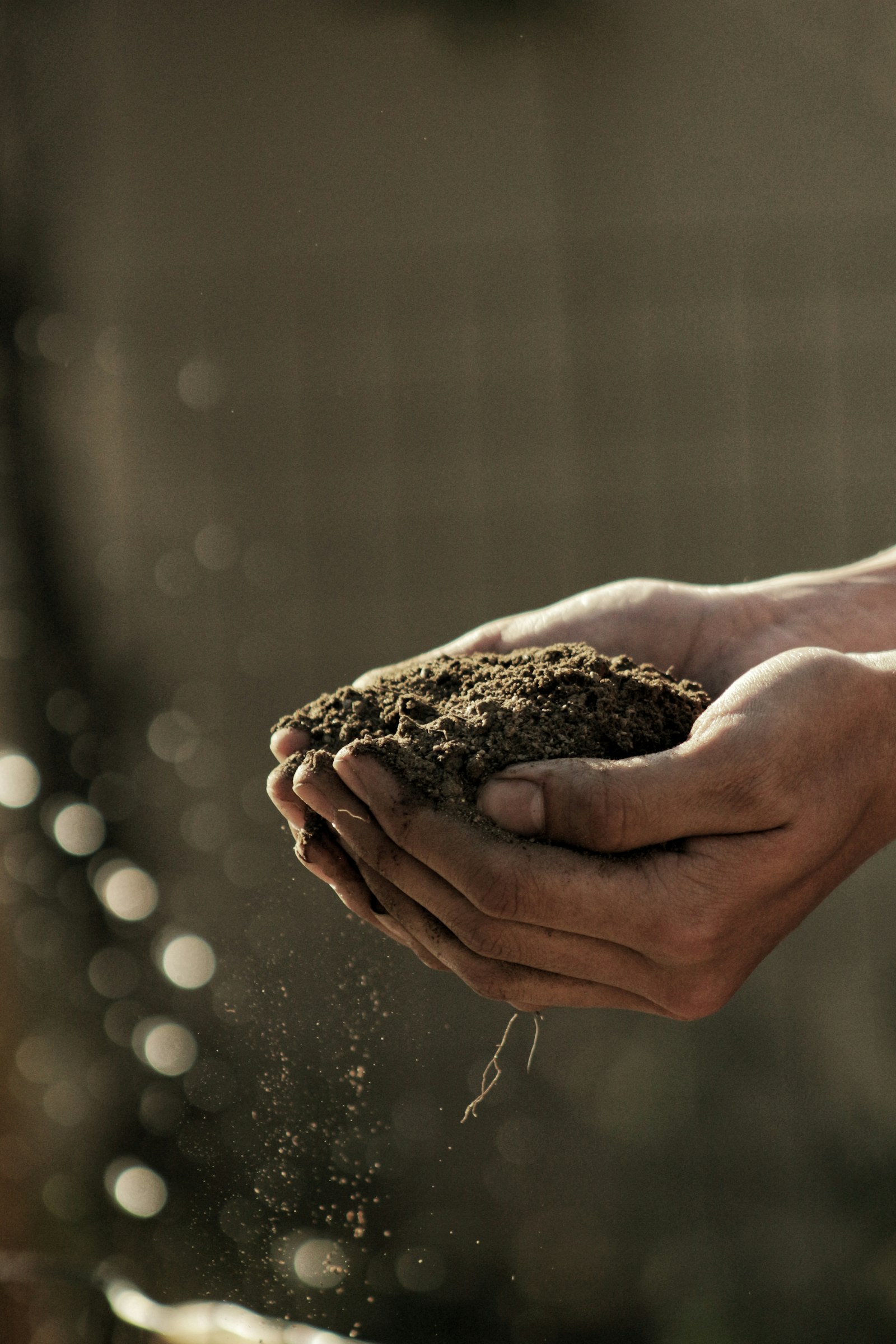 Manos sosteniendo tierra de cultivo